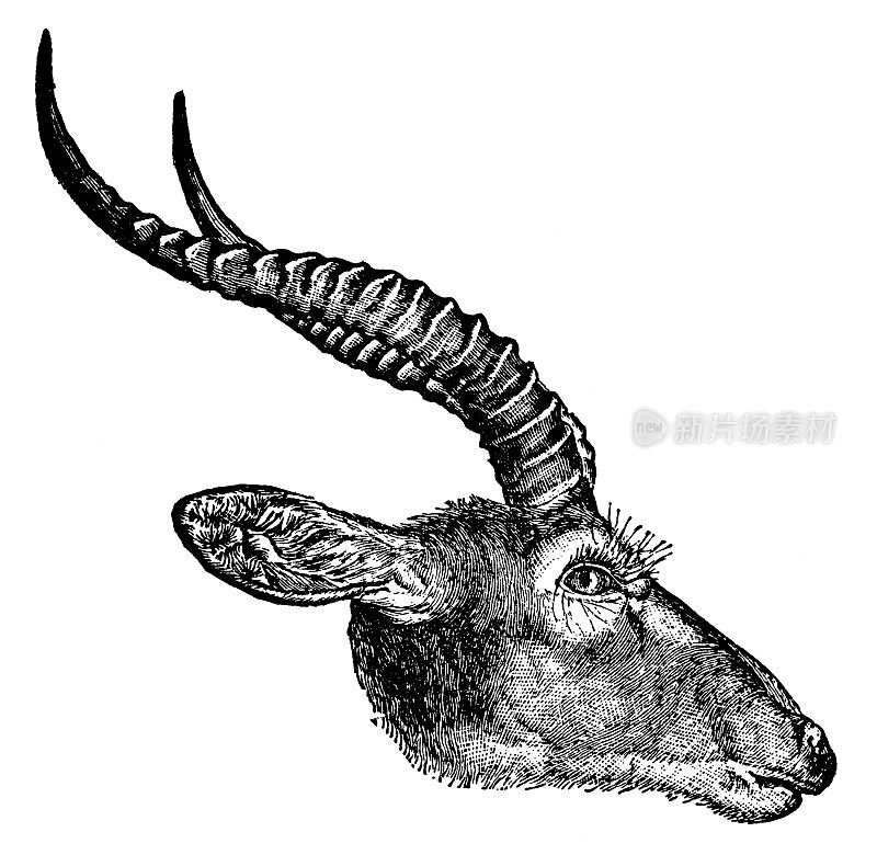 白耳羚羊(Kobus Kob Leucotis) - 19世纪